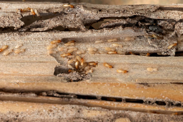 Best Commercial Pest Control Services  in Marcus Hook, PA